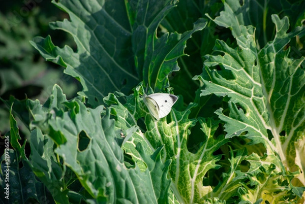 Obraz 葉にとまるモンシロチョウ