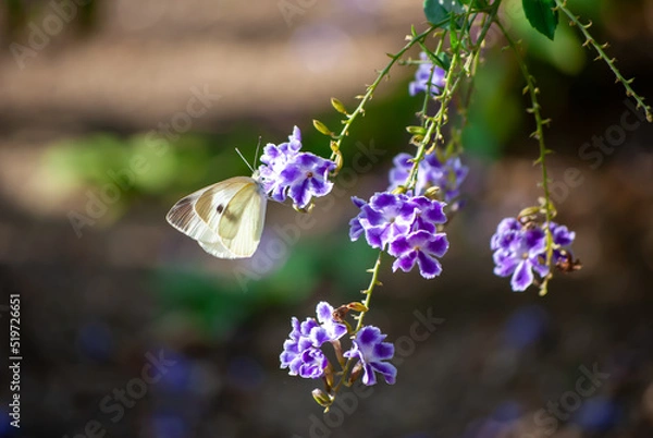 Obraz モンシロチョウと花