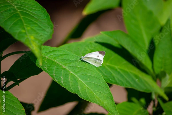 Obraz 葉にとまるモンシロチョウ