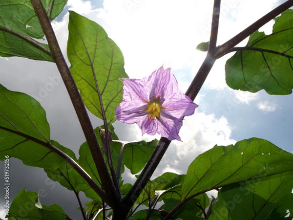 Obraz Eggplant flower looking up from below