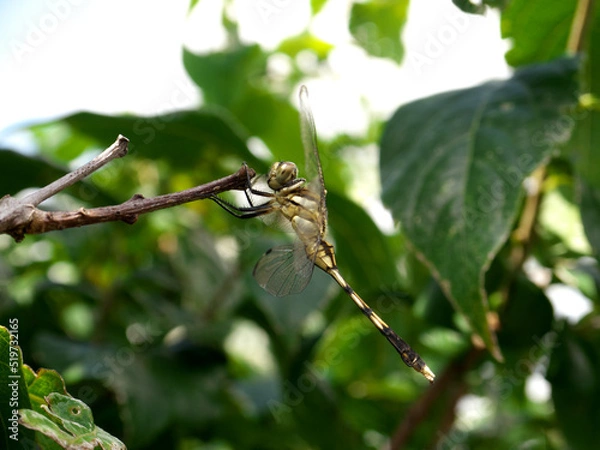 Obraz Dragonfly perching on a tree branch