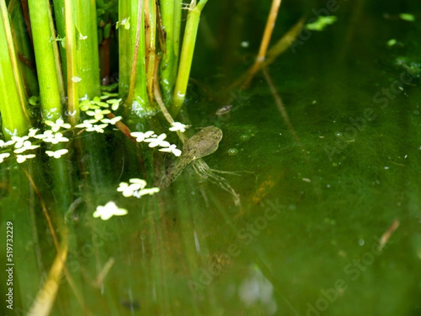 Obraz Tadpoles resting on the surface of the water near rice