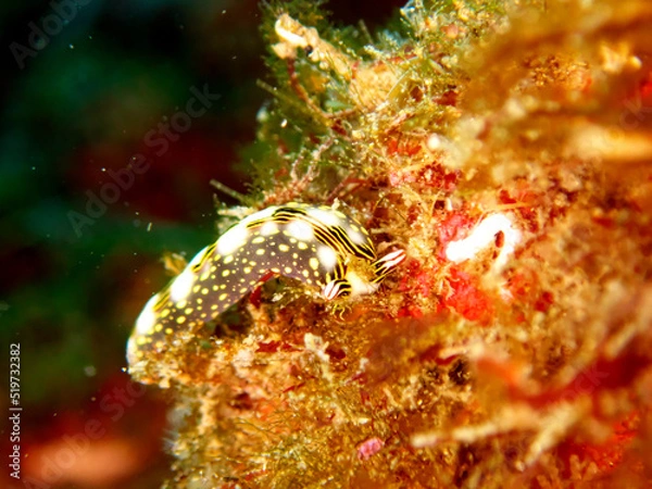 Obraz A green nudibranch moving over rocky terrain