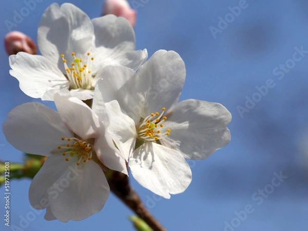 Obraz Yoshino cherry tree closeup and blue sky