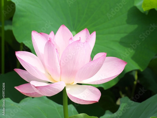 Obraz Pink lotus flower with beautiful gradation