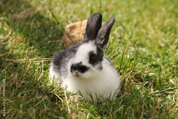 Fototapeta  mallBlack and white rabbit sits in the green grass in summer in sunny weather looks in profile horizontal photo