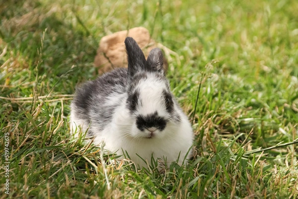 Fototapeta A small Black and white rabbit sitting in the green grass in summer looking at the camera horizontal photo