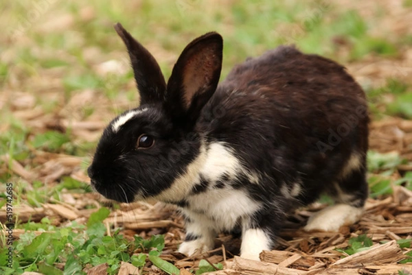 Fototapeta Adult black and white rabbit sits in green grass and sawdust in summer looks in profile horizontal photo