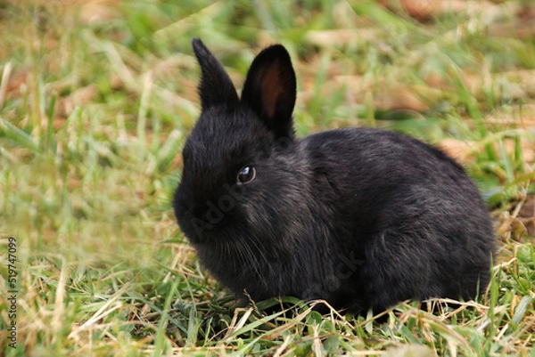 Fototapeta Little black rabbit on green grass in summer looking at camera horizontal photo