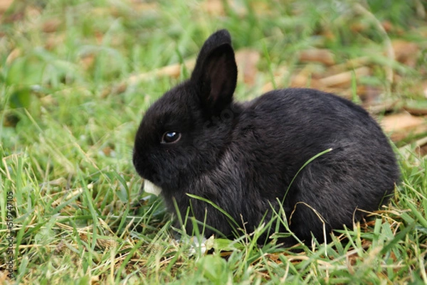 Fototapeta A small black rabbit with a piece of cabbage in its mouth on the green grass in summer in profile