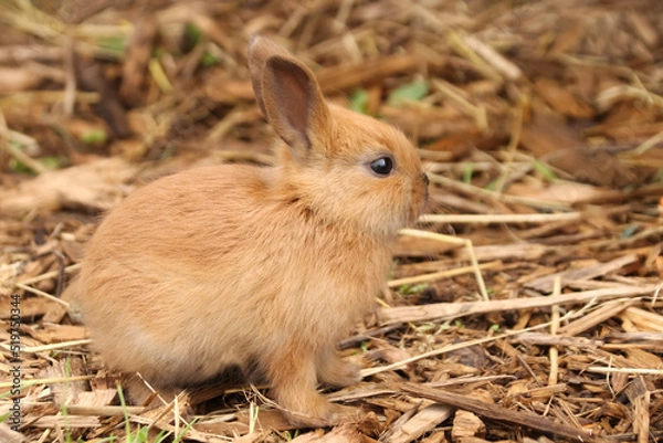 Fototapeta Small beige rabbit in sawdust in summer in profile