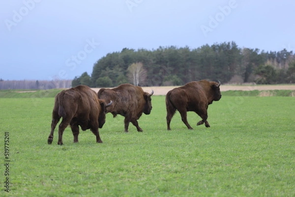 Obraz horses in the meadow