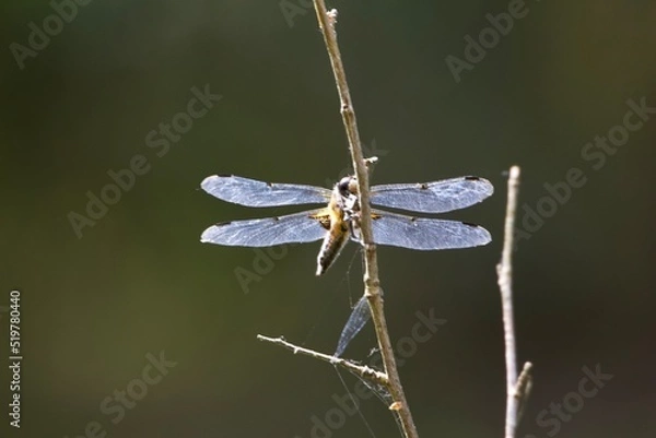 Obraz dragonfly on a branch