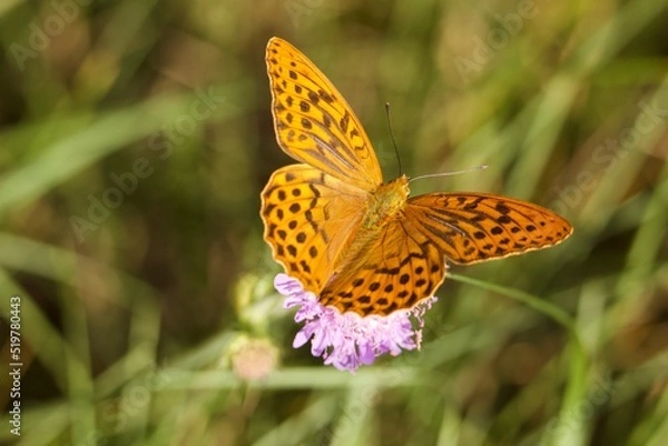 Obraz butterfly on flower