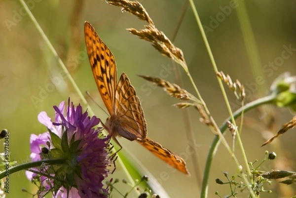 Fototapeta butterfly on a flower