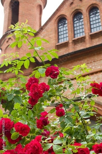 Fototapeta window with flowers