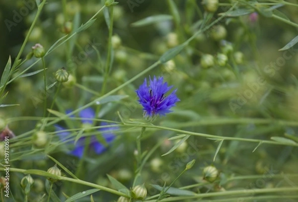 Fototapeta flower in the garden