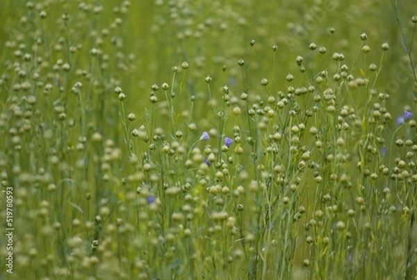 Fototapeta dew on grass
