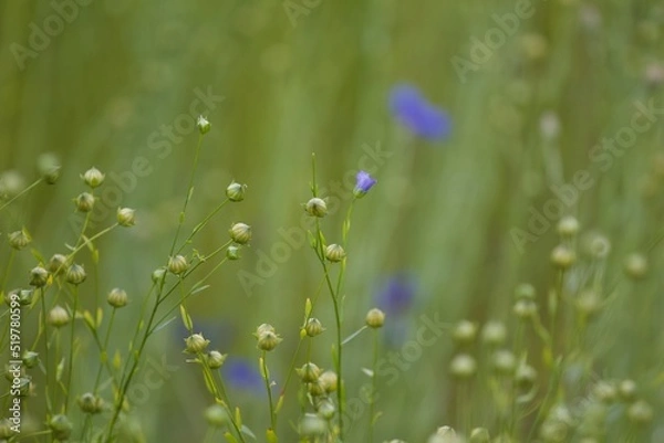 Obraz flowers in the meadow
