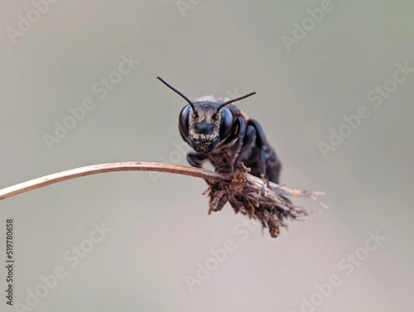 Obraz bee on a flower