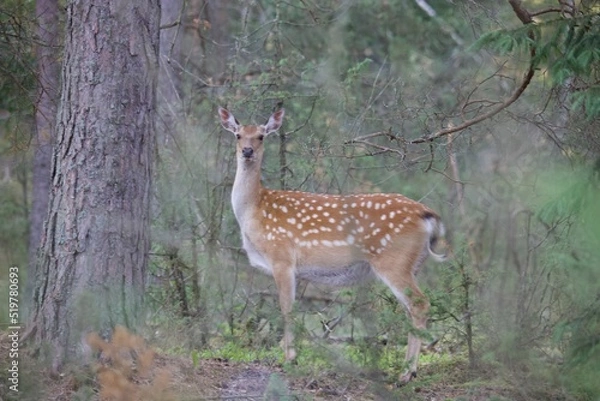 Obraz deer in the woods