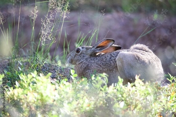 Obraz rabbit in the grass