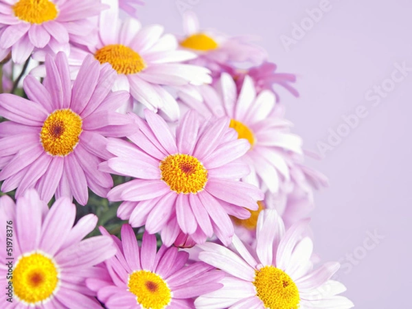 Obraz pink daisy flowers