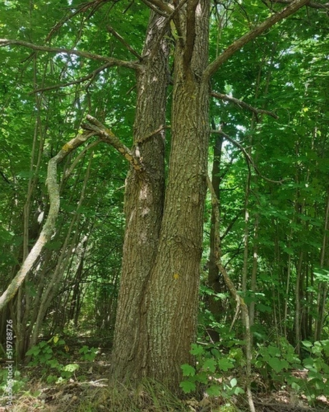 Obraz trees in the forest