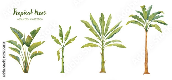 Fototapeta Watercolor set of palm trees. Hand-painted exotic green branches and palm trees highlighted on a white background. Botanical illustration. Collection of tropical plants