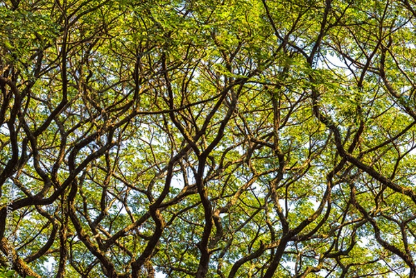 Fototapeta Amazon Lung2