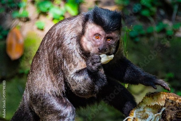 Fototapeta Monkey and Jackfruit