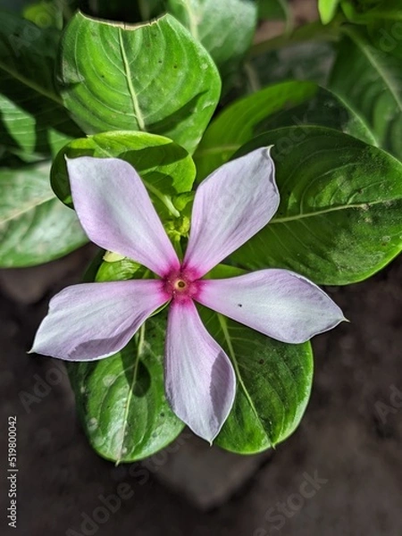 Obraz pink and yellow flower