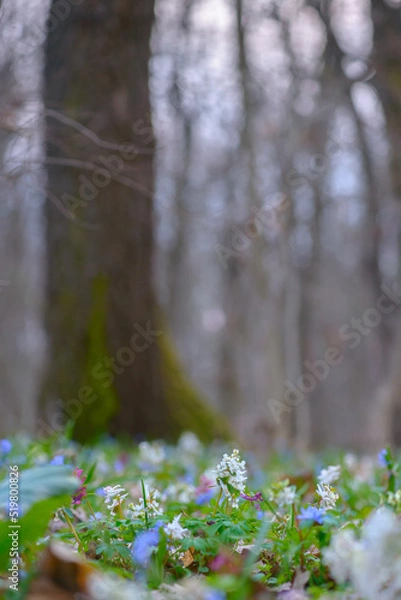 Fototapeta Scenic spring close up flowers background, with blurred background and soft focus highlights. Natural ladscape backdrop with copy space for cards