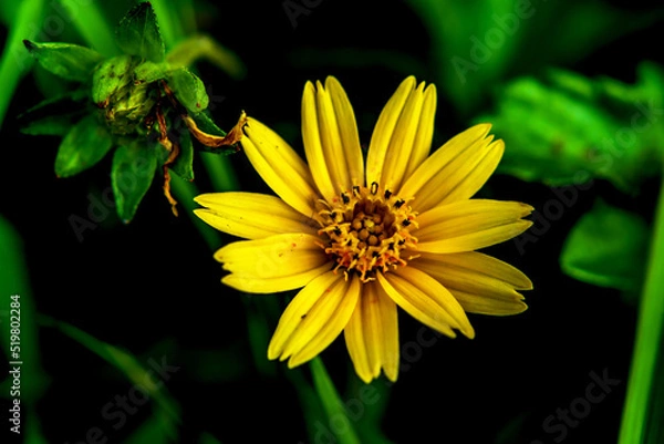 Obraz yellow flower