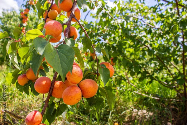 Fototapeta Apricots hanging on tree branches. Agriculture and harvesting concept.