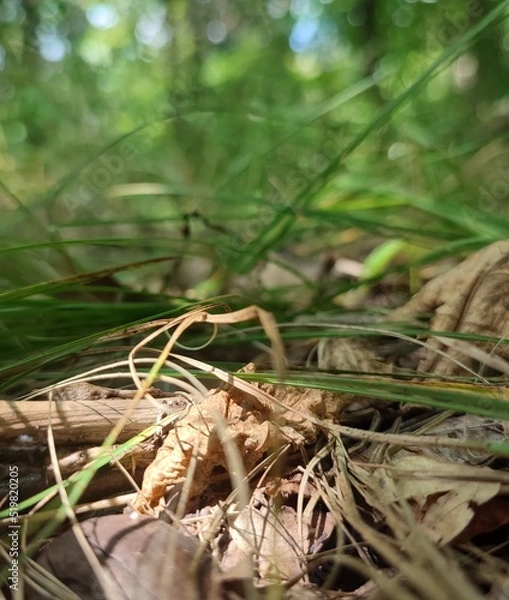 Obraz grass and soil in a deciduous forest under the trees