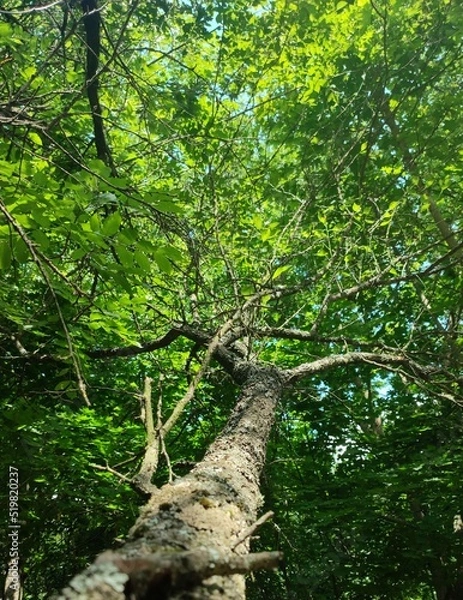 Obraz tree branch in the forest
