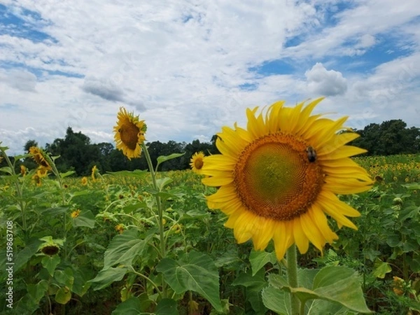 Obraz field of sunflowers