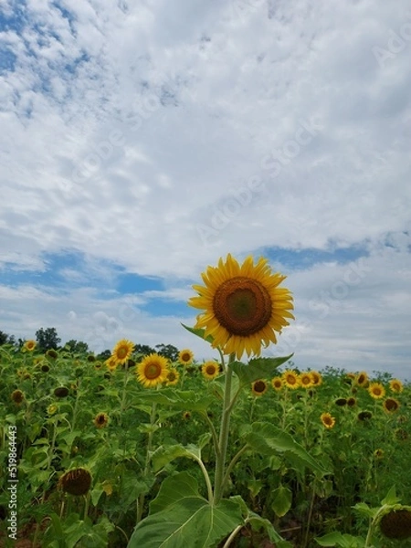 Obraz field of sunflowers
