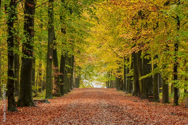 Obraz Autumn in the forest