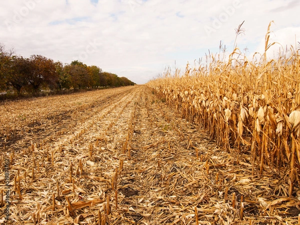 Fototapeta View of a yellow corn plantation with a strip of cut stems in the field. Harvesting ripe grain plants. Landscape with cornfield in autumn. Agriculture. Selective focus, artificial noise