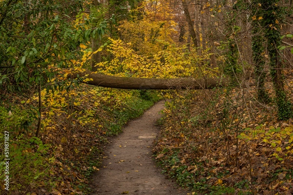 Obraz Fallen tree blocks the way in the forest