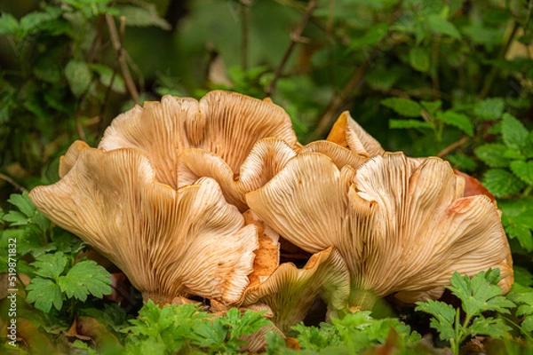 Obraz Big mushrooms in the forest
