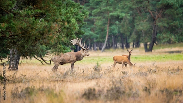 Obraz Deer rut in autumn