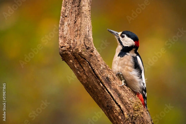 Obraz Great spotted woodpecker on a branch