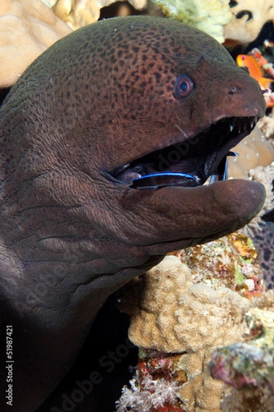 Fototapeta чистка зубов