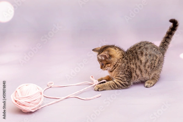 Fototapeta A tabby kitten is playing with a large ball of pink braid. Lilac pastel background, close-up