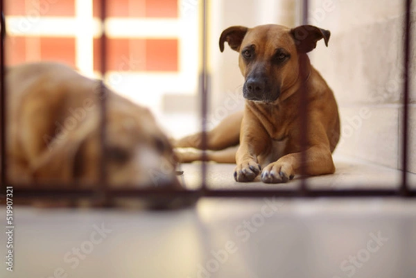 Fototapeta brown dog