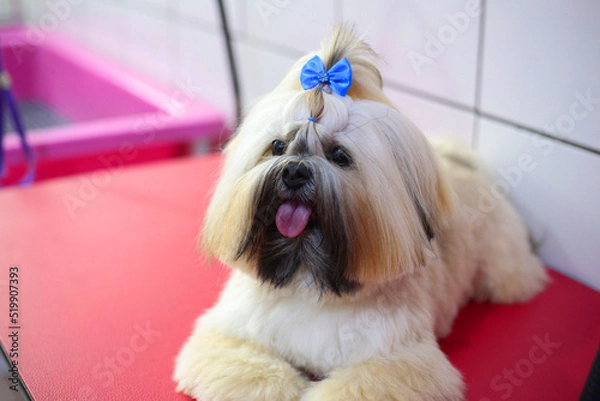 Fototapeta clean dog