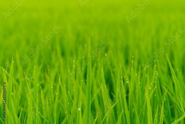 Fototapeta 夏の稲